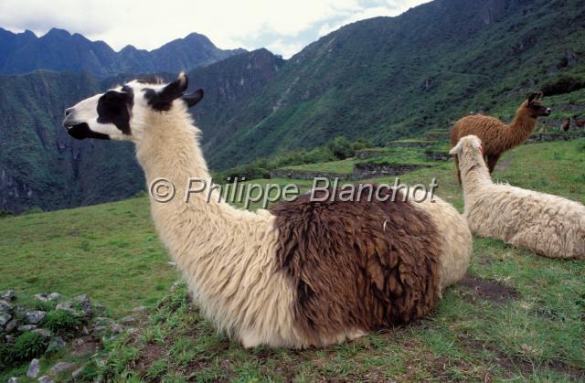 perou 07.JPG - LamasMachu PicchuPérou